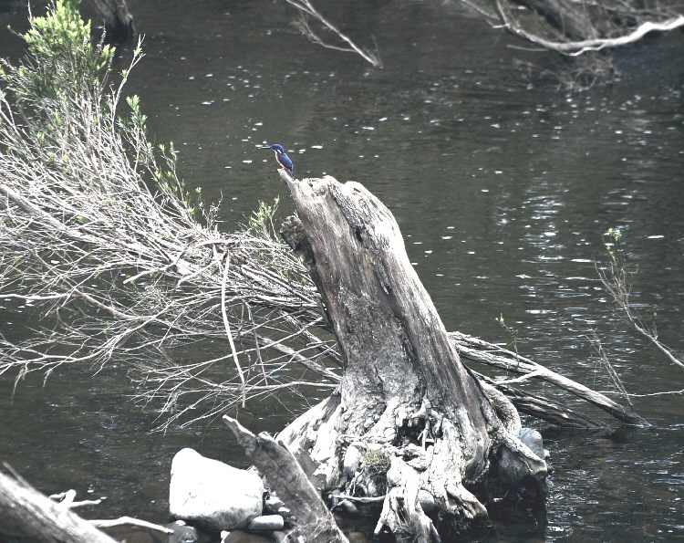 Azure-Kingfisher