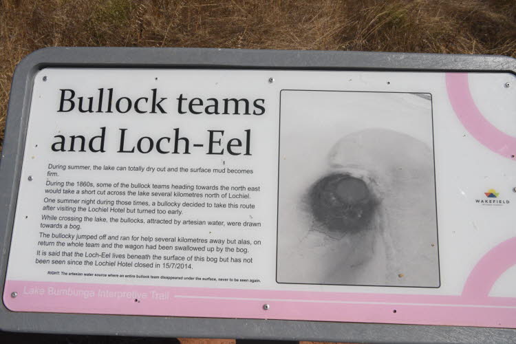 Bullock teams and Loch-Eel