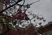CHN_0882SML