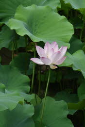 CHN_2002