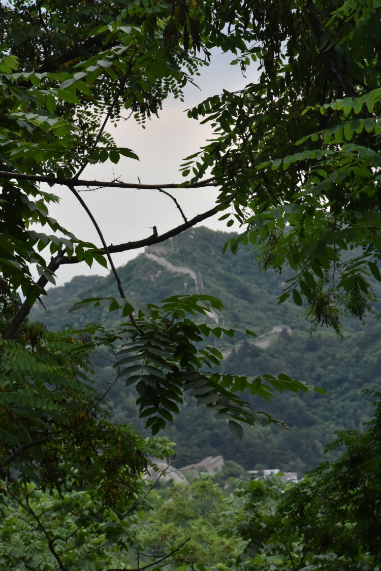 CHN_2987