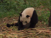 DSCN4411