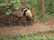 DSCN4429