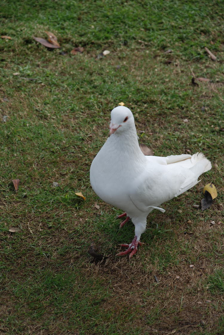 DSC_1394