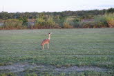 To Brandybottle 015 Small