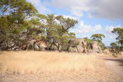 Van trip perth camera 1989