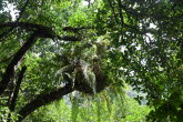 to Cairns 039 Small