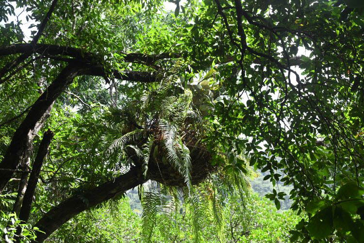 to Cairns 039 Small