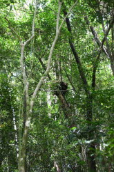 to Cairns 040 Small