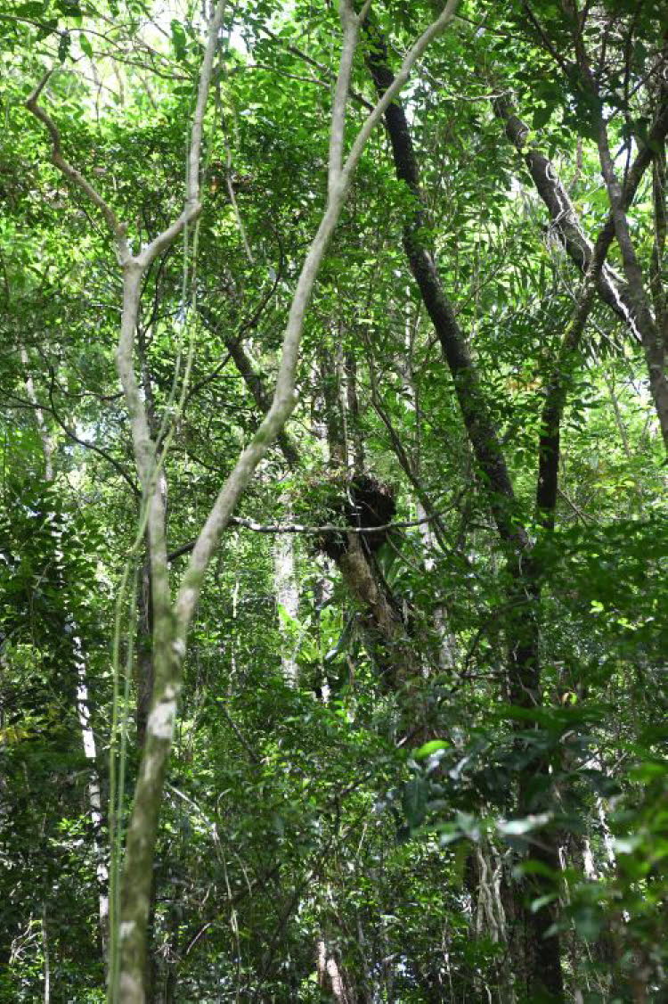 to Cairns 040 Small