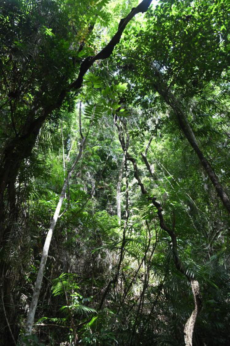 to Cairns 041 Small