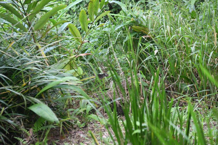 to Cairns 046 Small