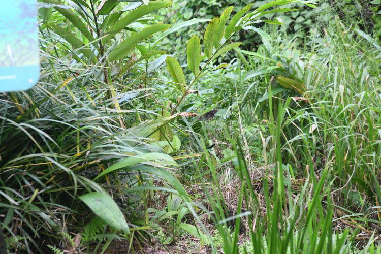 to Cairns 047 Small