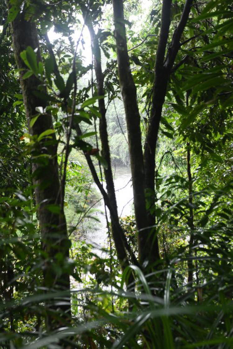 to Cairns 135 Small