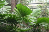 to Cairns 208 Small
