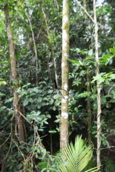 to Cairns 209 Small