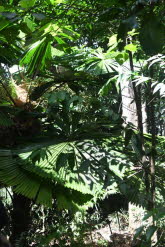to Cairns 211 Small
