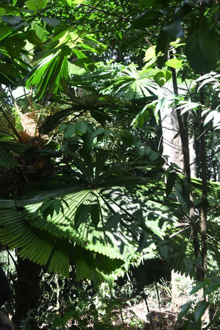 to Cairns 211 Small