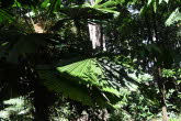 to Cairns 212 Small