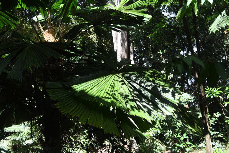 to Cairns 212 Small