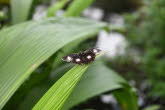 to Cairns 235 Small