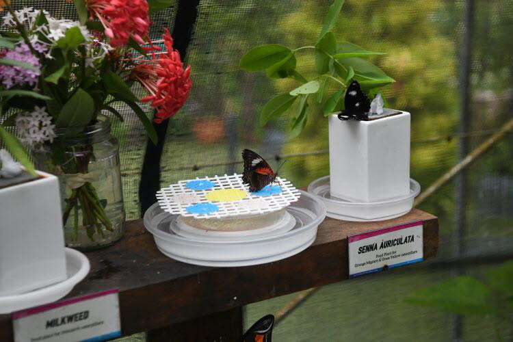 to Cairns 238 Small