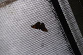 to Cairns 243 Small