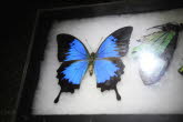 to Cairns 245 Small