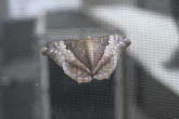 to Cairns 246 Small