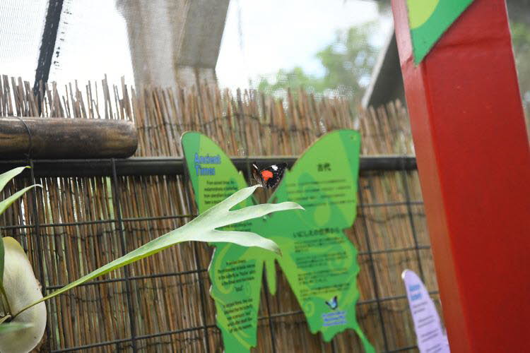 to Cairns 249 Small