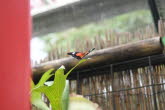 to Cairns 250 Small