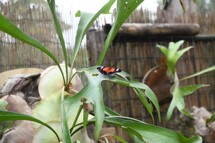 to Cairns 251 Small