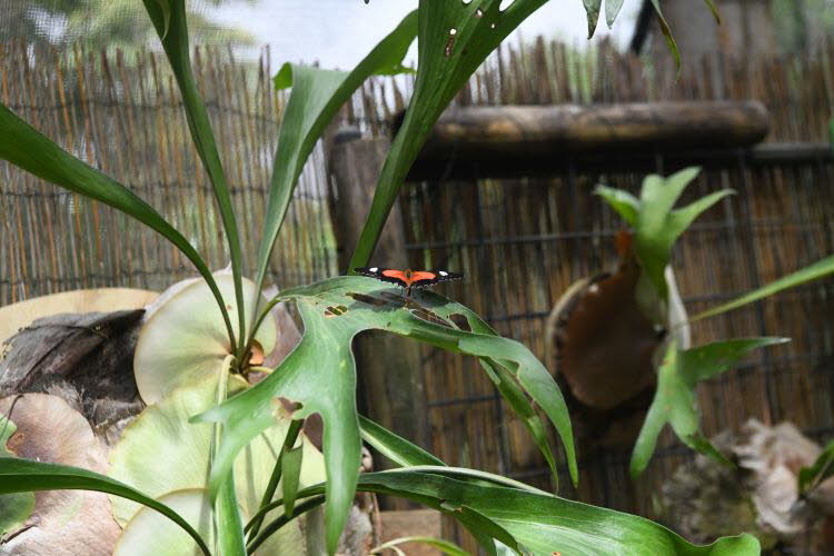 to Cairns 252 Small