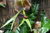 to Cairns 254 Small