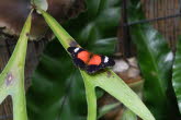 to Cairns 255 Small