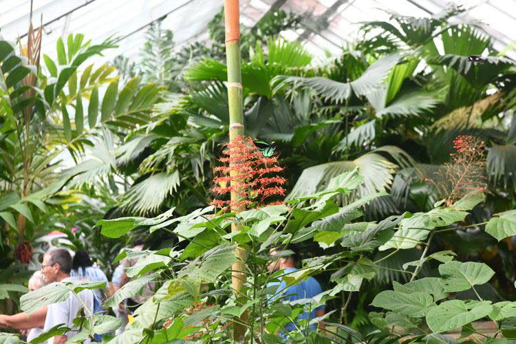 to Cairns 263 Small