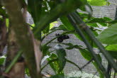 to Cairns 267 Small
