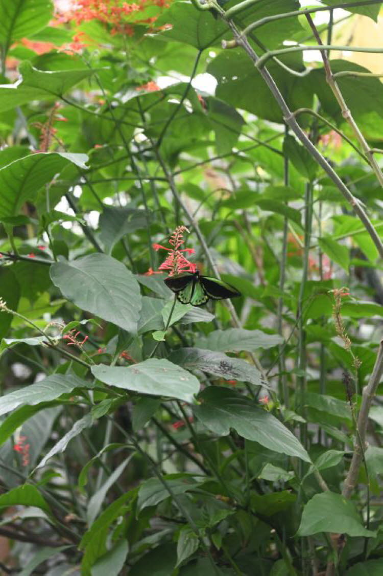 to Cairns 276 Small