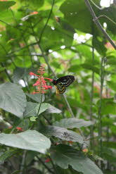to Cairns 277 Small