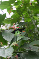 to Cairns 280 Small