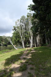 to Cairns 291 Small