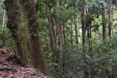 to Cairns 404 Small