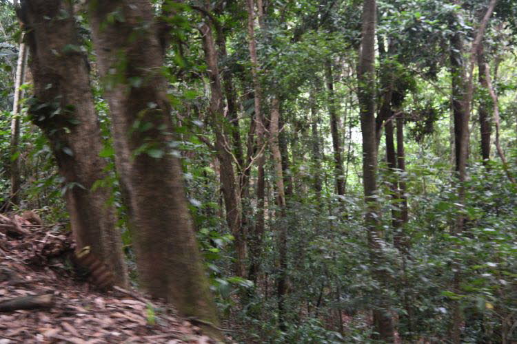 to Cairns 404 Small