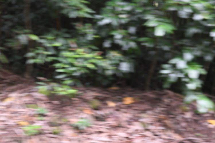 to Cairns 408 Small