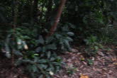 to Cairns 409 Small