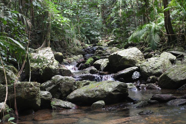 to Cairns 421 Small