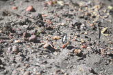to Longreach 024 Small