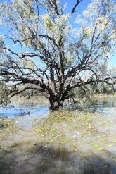 to Longreach 029 Small