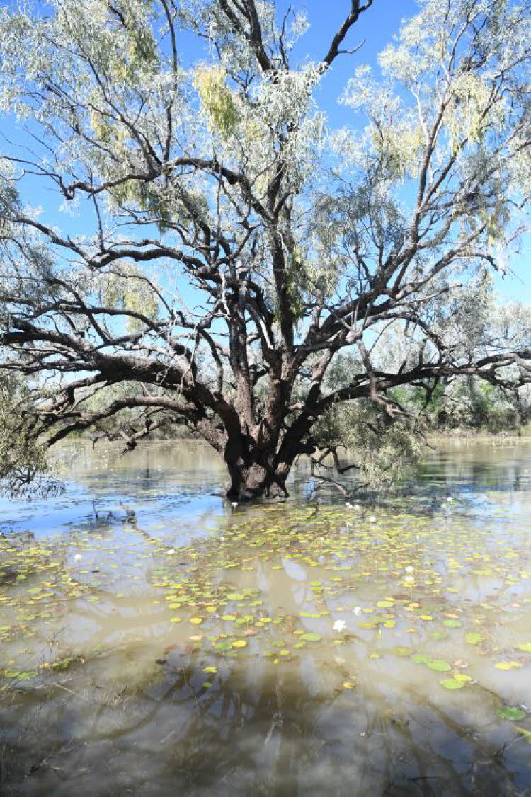 to Longreach 029 Small