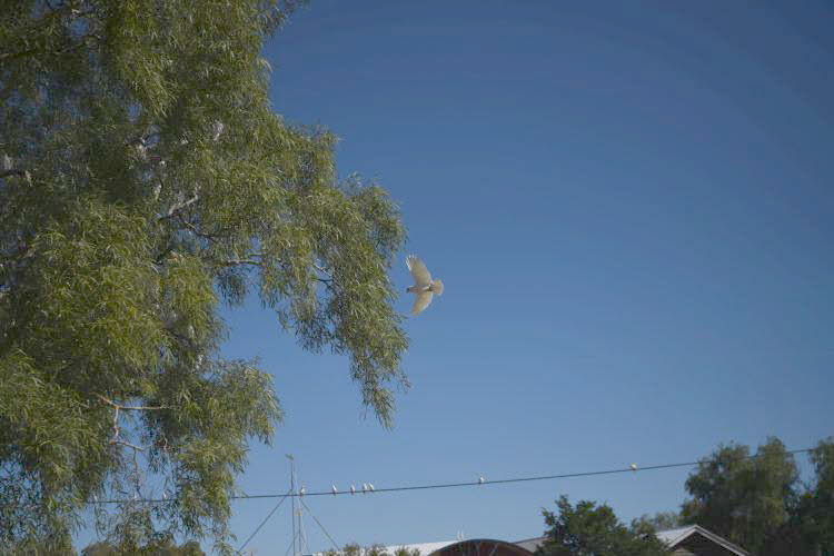 to Quilpie 028 Small